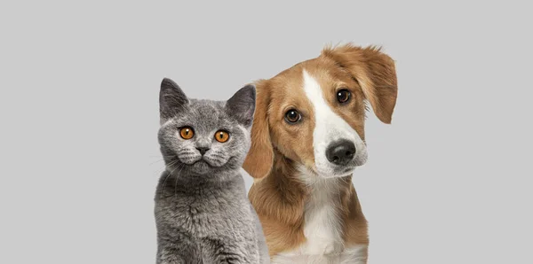 猫和狗在一起看着摄像机 被灰色隔开了 — 图库照片