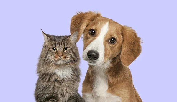 Γάτα Και Σκύλος Μαζί Κοιτάζοντας Την Κάμερα Έγχρωμο Φόντο — Φωτογραφία Αρχείου