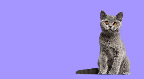 Britisch Kurzhaar Katzenkätzchen Sitzt Und Schaut Die Kamera Auf Lila — Stockfoto