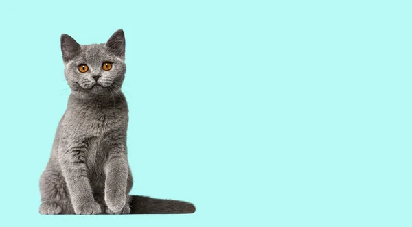 British Shorthair Cat Kitten Sitting Looking Camera Pistache Background — Stock Photo, Image