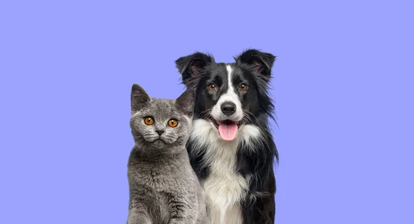 British Shorthair Cat Kitten Border Collie Dog Happy Expression Together — Stock Photo, Image