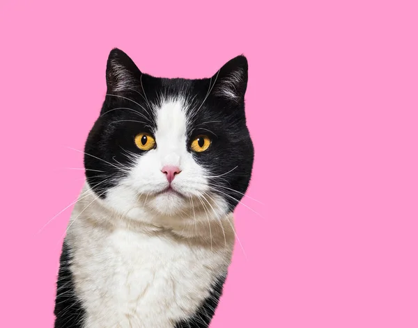 혼혈된 고양이의 배경에 대하여 고양이 초상화 — 스톡 사진