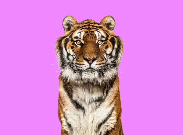 Тигр Сидит Глядя Камеру Изолированный Белом — стоковое фото