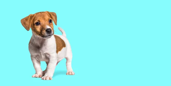 Welpe Jack Russel Terrier Hund Zwei Monate Alt Schaut Vor — Stockfoto
