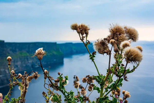 Flowers Famous Cliffs Moher County Clare Ireland — Stock Photo, Image