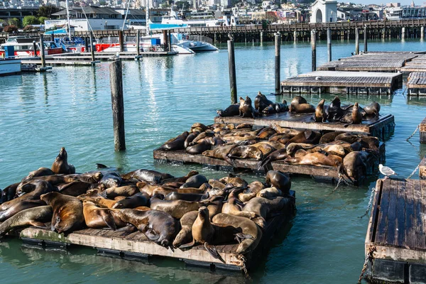 Leões Marinhos Cais São Francisco Califórnia — Fotografia de Stock
