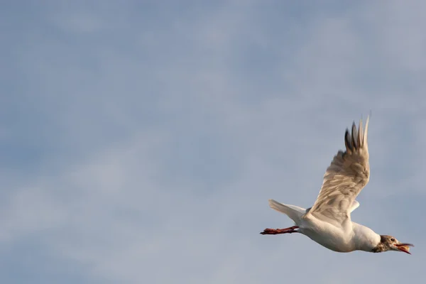 Flygande mås fånga ströbröd — Stockfoto