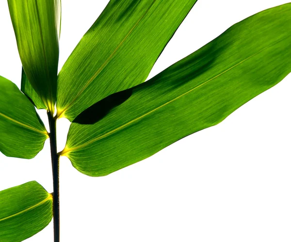 Reed på vit bakgrund — Stockfoto