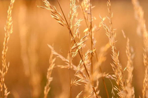 Droge onkruid in het licht van de ondergaande zon — Stockfoto