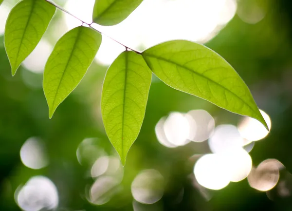 Foglie verdi contro la luce — Foto Stock