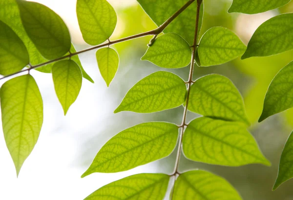 Folhas verdes em uma floresta — Fotografia de Stock