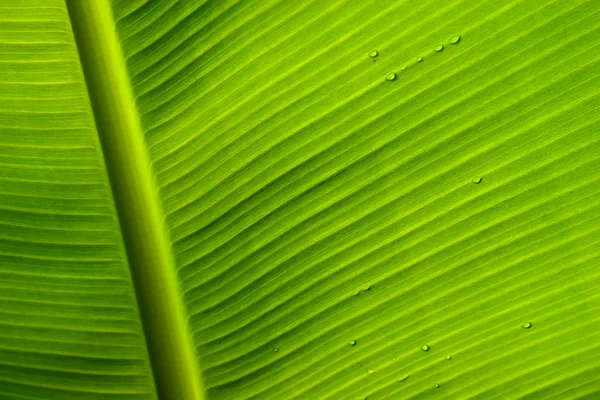 Regendruppels op een groen blad — Stockfoto