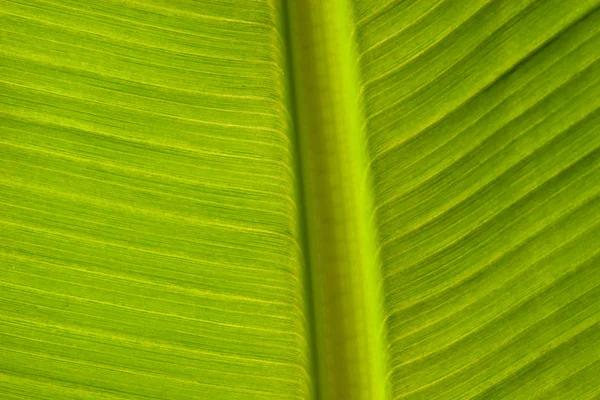 Grüne Blatt Muster Hintergrund — Stockfoto