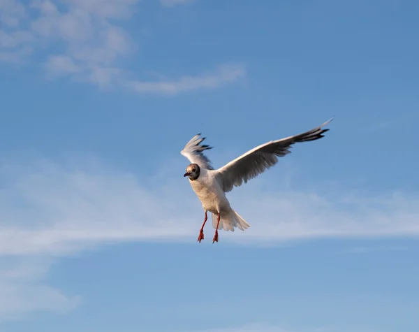 青い空を飛んでいるカモメ — ストック写真