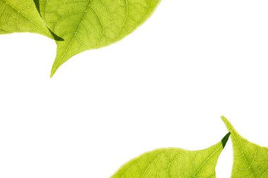 Güneş ışığında izole yeşil yaprakları