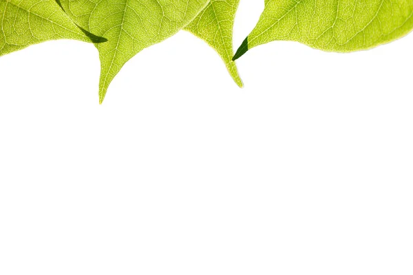 Zielone liście w słońcu, na białym tle — Zdjęcie stockowe