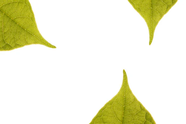 Three green leaves in sunlight,isolated — Stock Photo, Image