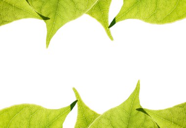 yeşil yaprak çerçeve, izole