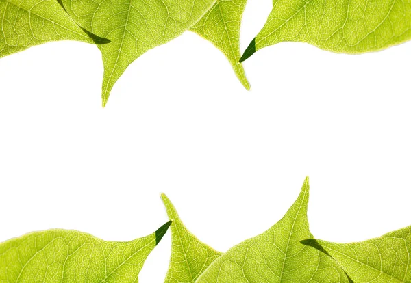 Green Leaves Frame,isolated — Stock Photo, Image