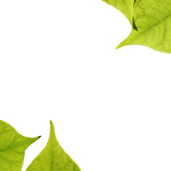 Zöld levelek fehér háttér — Stock Fotó