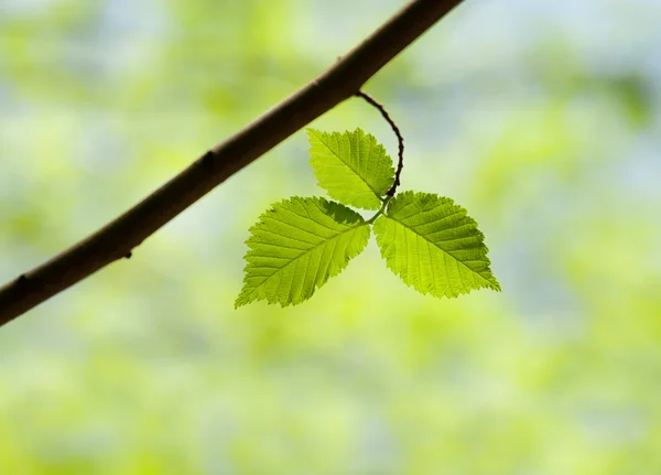 Våren gren — Stockfoto