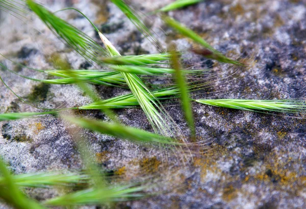 Gräs och sten — Stockfoto