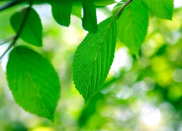 Foglie primavera — Foto Stock