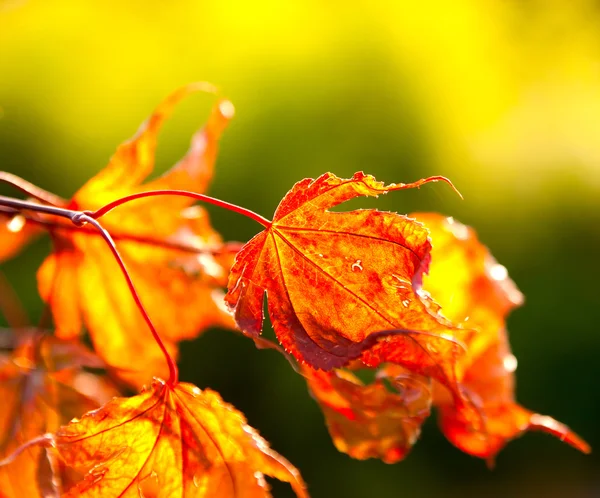 Herfst esdoorn bladeren in zon — Stockfoto