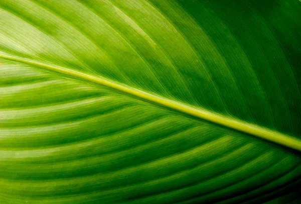 Achtergrond oppervlak van groene blad — Stockfoto