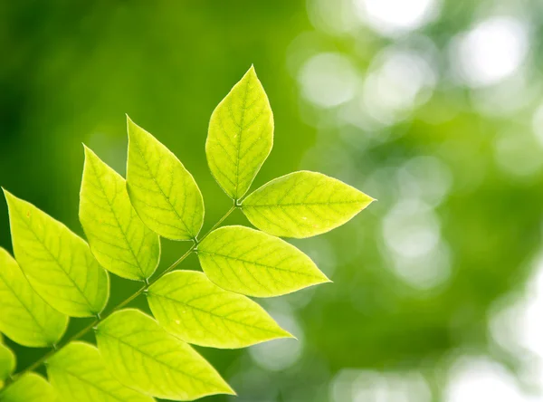 Gren med gröna blad — Stockfoto