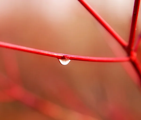 Dewdrop na czerwony gałązka — Zdjęcie stockowe