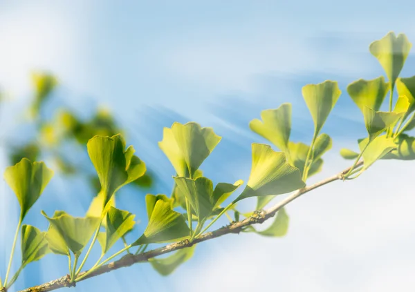 Färska bladen av ginkgo-träd — Stockfoto