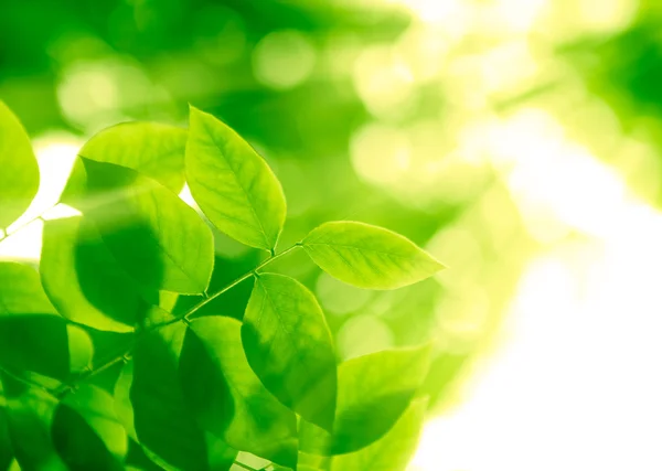 Hojas verdes en los rayos del sol — Foto de Stock