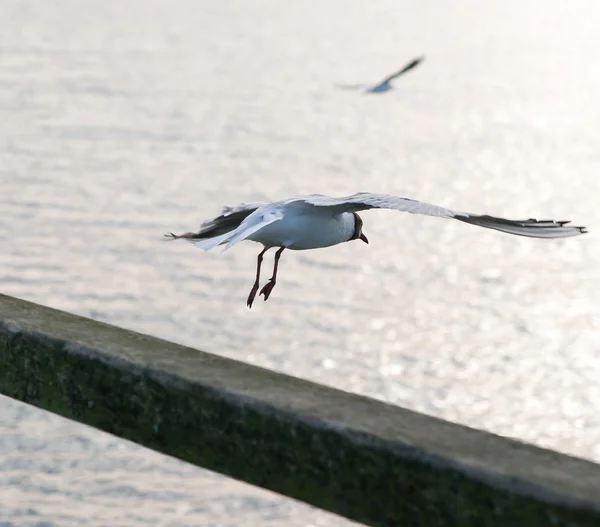 Mew latających nad morzem — Zdjęcie stockowe
