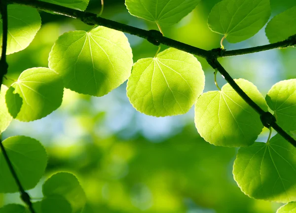 Green leaves on the branches in sunshine — Stock Photo, Image