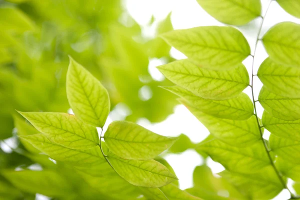 Green leaves in the woods Stock Image