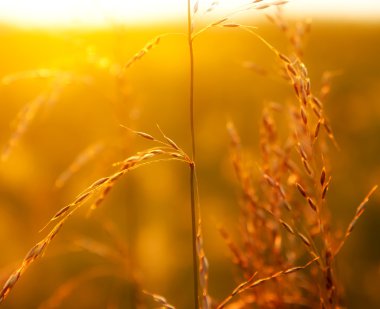 Prairie grass in the light of setting sun clipart