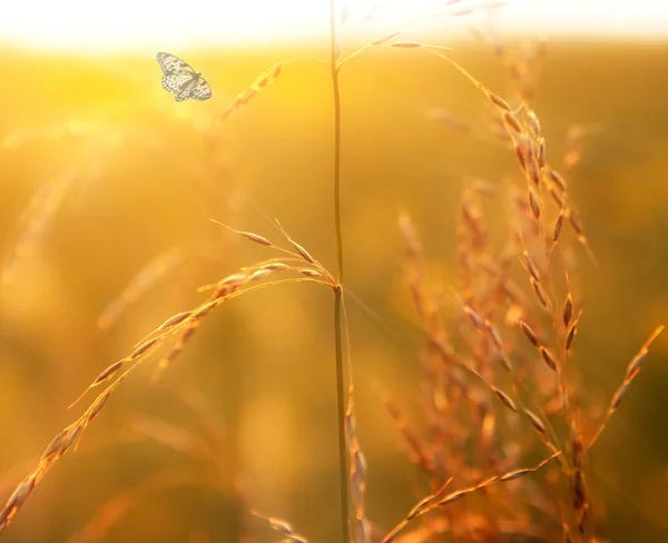 Herbe des Prairies et papillon à la lumière du soleil couchant — Photo