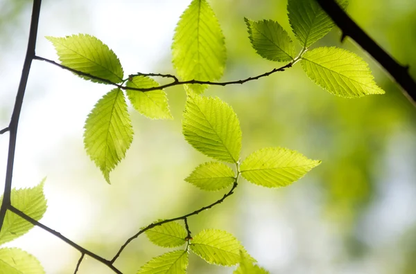 Foglie di primavera sui rami — Foto Stock