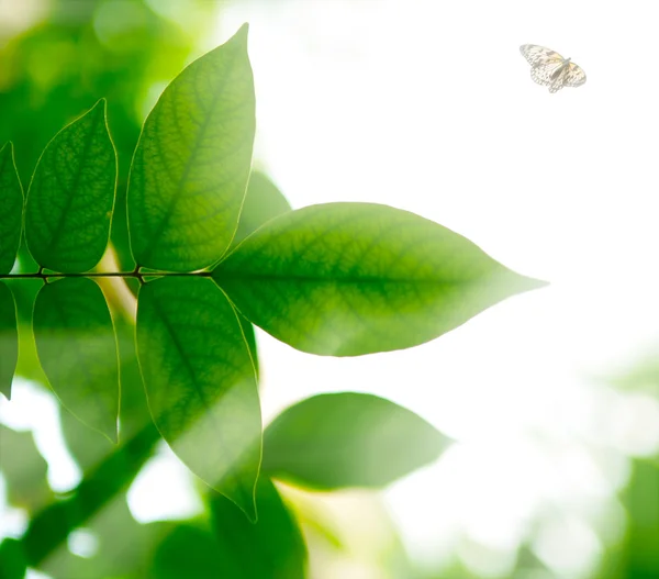 La rama con hojas verdes y mariposa voladora a la luz del sol —  Fotos de Stock