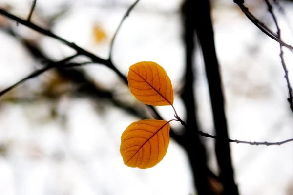 Два осінні листки в лісі — стокове фото