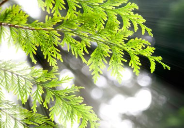 güneş ışığı dallarında ardıç