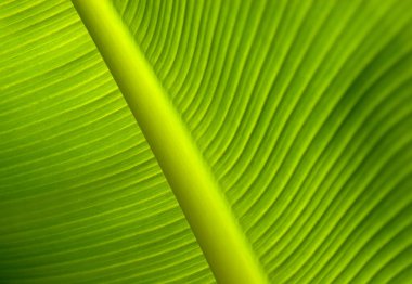 Makro yaprak arka plan