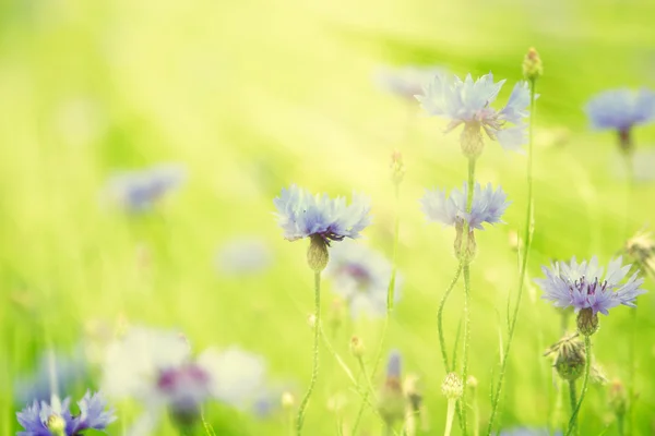 Flores silvestres à luz do sol — Fotografia de Stock