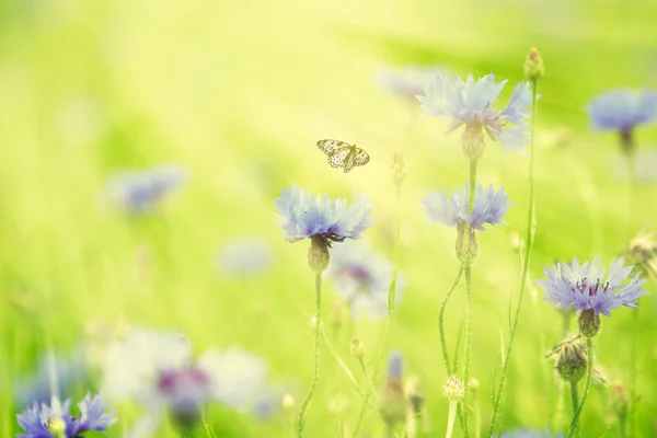 Kır çiçekleri ve güneş ışığında uçan kelebek — Stok fotoğraf