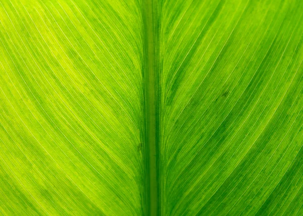 Macro de fondo de la hoja — Foto de Stock