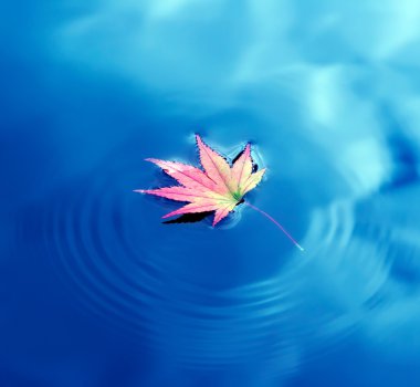 Autumn maple leaf on water clipart