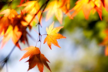 Güneş ışığında Sonbaharda akçaağaç yaprakları