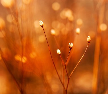 tomurcukları ot güneşli