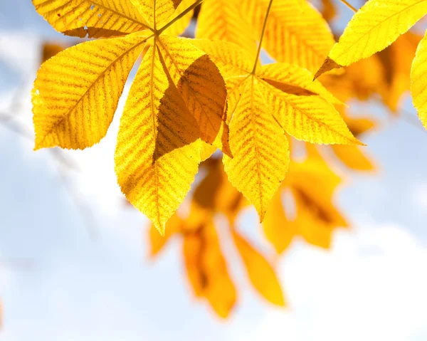 Φύλλα φθινοπώρου καστανιάς στο φως του ήλιου — Φωτογραφία Αρχείου